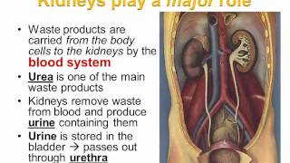 Excretion and the Kidney Part 1 IB Biology [upl. by Ardnos761]