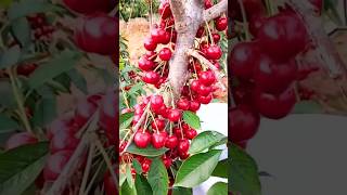 New technique for growing cherry tree cherry cherrygrafting farming viral shorts [upl. by Alexander745]