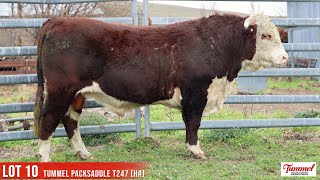 LOT 10 TUMMEL PACKSADDLE T247 H [upl. by Nuahs]