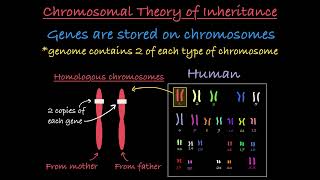 Chromosomal Theory of Inheritance Explained [upl. by Enegue401]