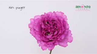 Yves Piaget Garden Rose Timelapse [upl. by Ettedualc847]