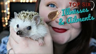 Hedgehog Care Common Illnesses amp Ailments [upl. by Nageam889]