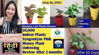 Ugaoo Indoor Money Plant Syngonium Plant With Self Watering Pot Review Amazon Live Plants Unboxing [upl. by Padget]