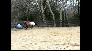 Late Winter Appaloosa Ball Herding [upl. by Amalle]