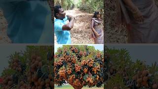 இதுக்குதான் வெட்டுறாங்களா pruning kavaathu [upl. by Roldan]