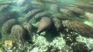 Crystal River Refuges quotManatee Mannersquot for Boaters [upl. by Ylehsa]