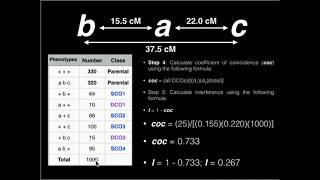 Explaining Recombination Frequencies amp Linkage Gene Mapping Part 1 [upl. by Rodmun]