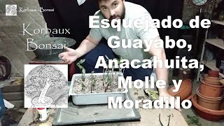 LN T1E10 Esquejado de Guayabo Anacahuita Molle y Moradillo [upl. by Marcille2]