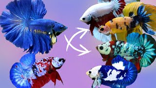 Cross Breeding Betta Fish Of Different Colors With Results [upl. by Sabrina662]