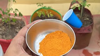 HALDI को पौधों में कब और क्यों देना चाहिये 😱🔥 ताकतवर कवाक्नाशी फंगिसाइड है पीली हल्दी [upl. by Nylac]