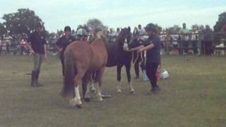 Redwings Horse Sanctuary  Rhadlons Birthday Party Part Three [upl. by Etnom]