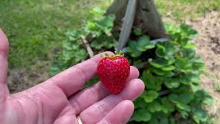 I’m NEVER buying everbearing strawberry plants again [upl. by Neerak]