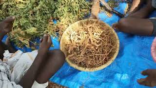 Ashwagandha Harvesting  Panchang Seeds and Roots [upl. by Salmon]