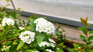 【養養養花花花】去年栽種的繡線菊，成長滿頭花苞，開花潔白如雪，太漂亮了！ [upl. by Igig]