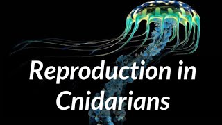 Biology  Phylum Cnidaria  Reproduction in Cnidarians [upl. by Navinod]