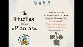 LAS HUELLAS DE LAS PLANTAS ATZATZAMOLLI [upl. by Aiekal]