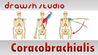 The Coracobrachialis Muscle [upl. by Monney]