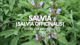 Beneficios de la SALVIA Salvia officinalis Tintura madre y Microdosis [upl. by Ainala]