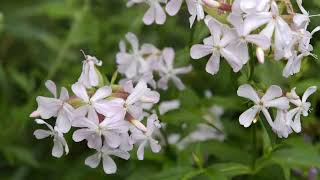 How to Grow Soapwort [upl. by Indira682]