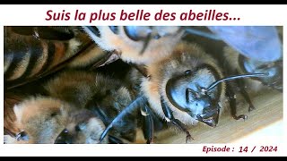 Suis la plus belle des abeillesapiculteurlesabeillesdefred07apicultureabeille [upl. by Harvison]