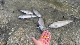 Lake Hemet  trout fishing with mice tail windy day [upl. by Aeikan4]