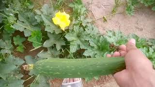 How to Grow RIDGE GOURD At Home in 60 Days  Easy Gardening Tips [upl. by Nosle]