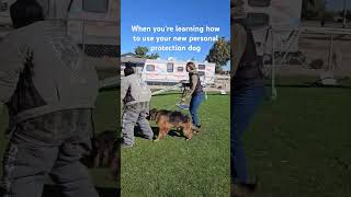 Great use of e collar dogs dogtraining germanshepherd [upl. by Marala542]