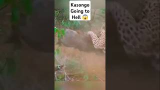 Kasongo Going to Die 😱😱😱 [upl. by Eilac43]