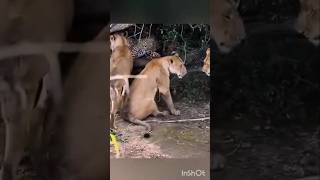 macan tutul di terkepung kawanan singa satwaliar hewanliar satwalangka videoshort binatangliar [upl. by Naut]