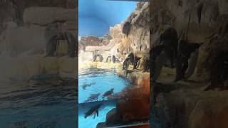 Sea World CA Nov 1 2024 [upl. by Eittocs]