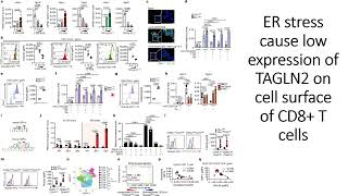 ER stress XBP1s cause low expression of TAGLN2 on cell surface of CD8Tcells Code 713 [upl. by Scurlock]