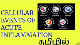 Ceellular events of Acute Inflammation in Tamil [upl. by Anelrad539]