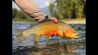 Fly Fishing Elk River  Epic Moments Fernie BC 2022 [upl. by Roanna]