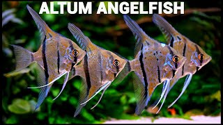 Altum Angelfish  4k Cinematic [upl. by Shanta]