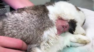 How to Drain and Clean an Abscess in a Rabbit [upl. by Eyanaj]