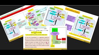 6Fermentation Fermentation lactique et alcoolique Bilan et rendement énergétique 2BAC PCSVT [upl. by Aiyot]