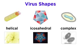 Introduction to Virology and Viral Classification [upl. by Letizia]