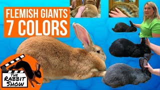 7 Colors of Flemish Giant Rabbits [upl. by Joelie]