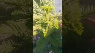 gardening christmastree msc bsc shortnotes botanyclasses nature Araucaria columnaris [upl. by Onavlis]