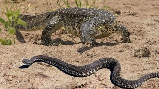 COBRA MORTAL É DEVORADA VIVA POR LAGARTO [upl. by Enimzaj]