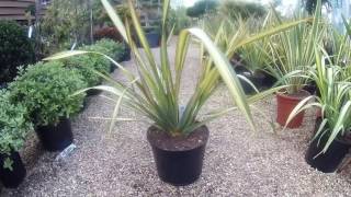 Phormium Apricot Queen at Big Plant Nursery in West Sussex UK [upl. by Dnaltiak]