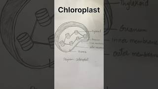 Chloroplast diagram shorts [upl. by Namurt95]