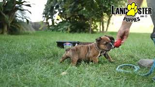 English Bulldog Puppies [upl. by Aveer]