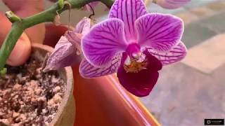 Orchids Can Grow in Potting Soil And Cleaning From Scales [upl. by Neitsirhc838]