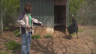 Why Cassowaries Are the Most Dangerous Bird on the Planet [upl. by Akeemaj]