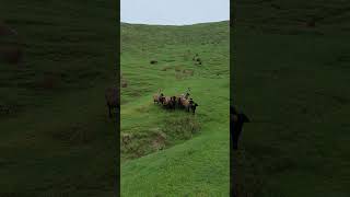 Mustering Shorts farminglife automobile greenpastures [upl. by Yznel565]