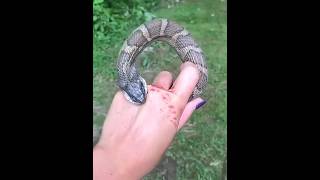 Sea Snake Adaptations BreathHold amp Venom Explained trend explore snake [upl. by Heady50]