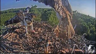 20170811 08h00mFlopping fish in the NestPeksis goti t [upl. by Koblick782]