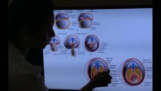 Embryology of Respiratory System Part II by Dr Vijaya [upl. by Enailil]