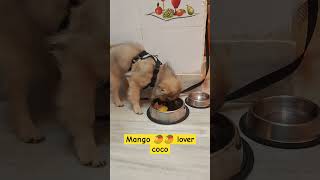 orginal voice coco mango lover 🥭🥭angrydog cocodogworld puppy pets pomeranianlove [upl. by Ileray]